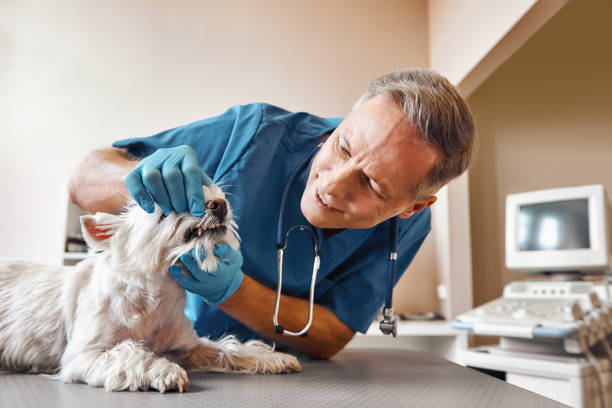 Best Walk-In Emergency Dentist in Wooster, OH